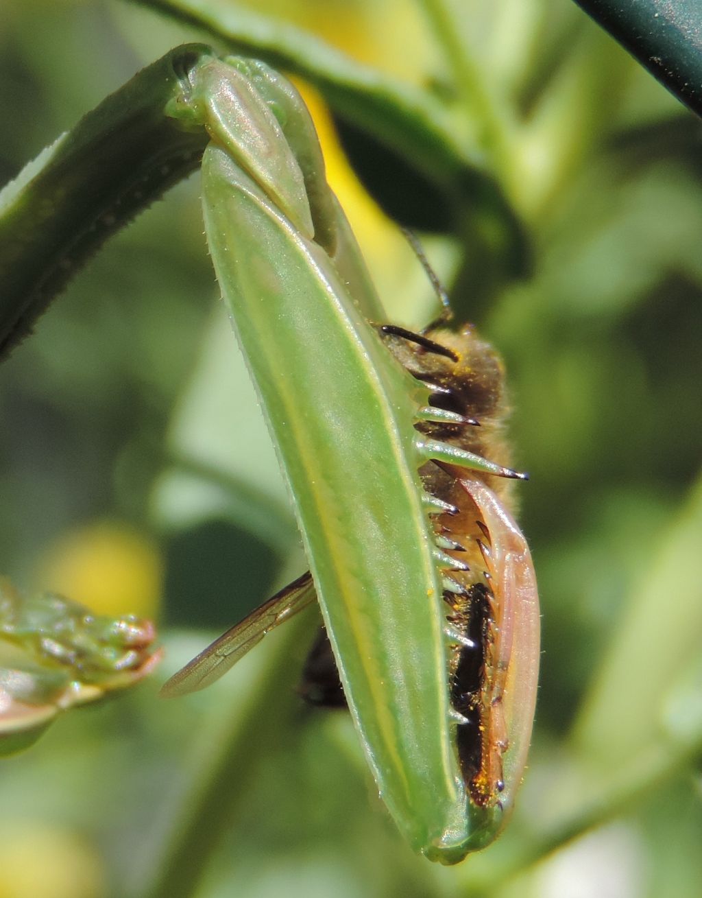 Mantis religiosa femmina con preda